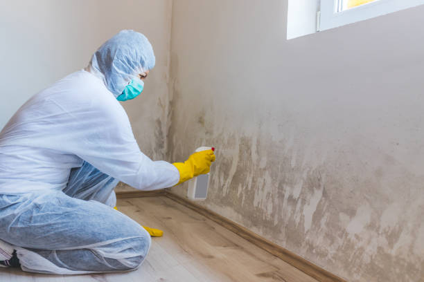 Black mold inspection in Cologne