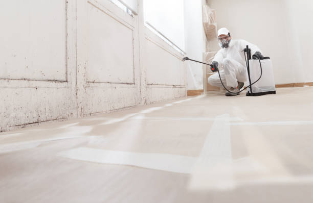 Black mold remediation team in Cologne